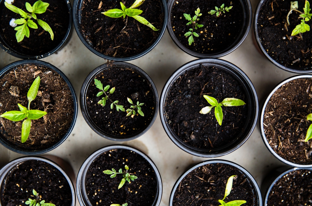 Gardening for Seniors: Tips for a Thriving Garden