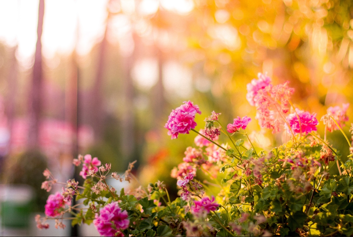 Gardening for Health: Benefits and Tips for Senior Gardeners