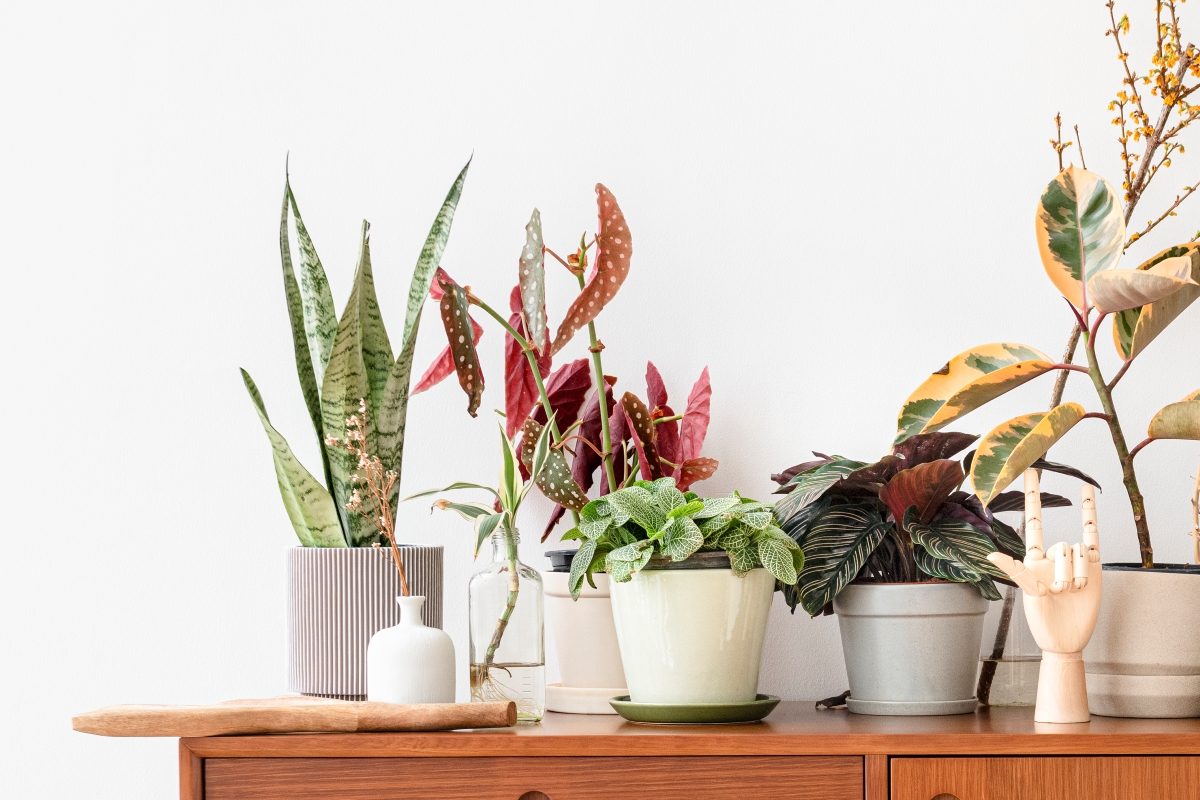 The Benefits of Keeping Houseplants for Seniors