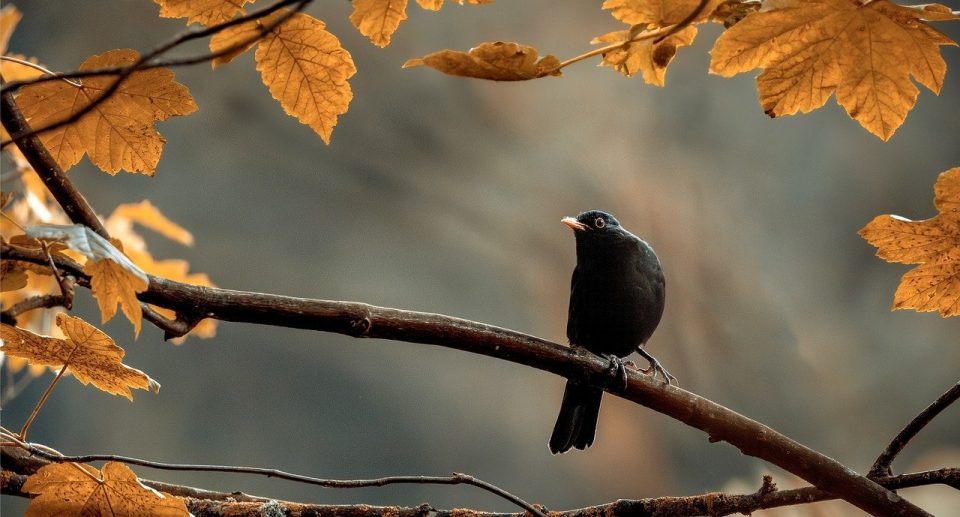 The Joys of Birdwatching: A Beginner’s Guide for Seniors