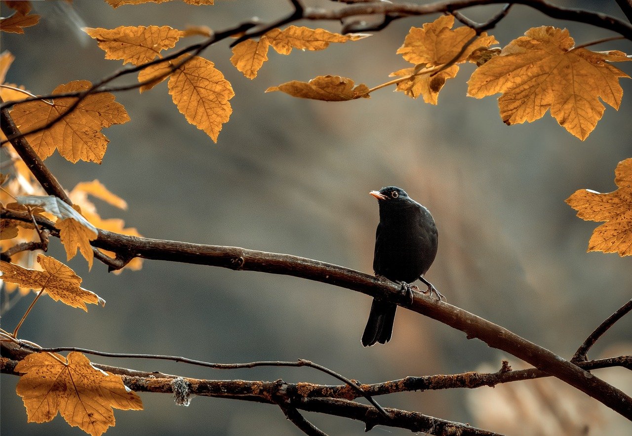 The Joys of Birdwatching: A Beginner’s Guide for Seniors