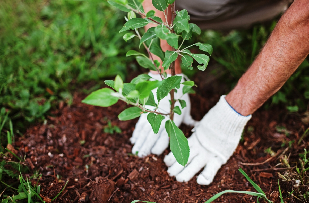 How to Start a Small Garden in Your Backyard: A Step-by-Step Guide for Beginners