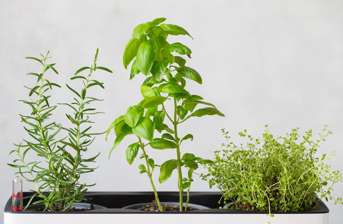 The Benefits of Gardening for Mental and Physical Health in Seniors