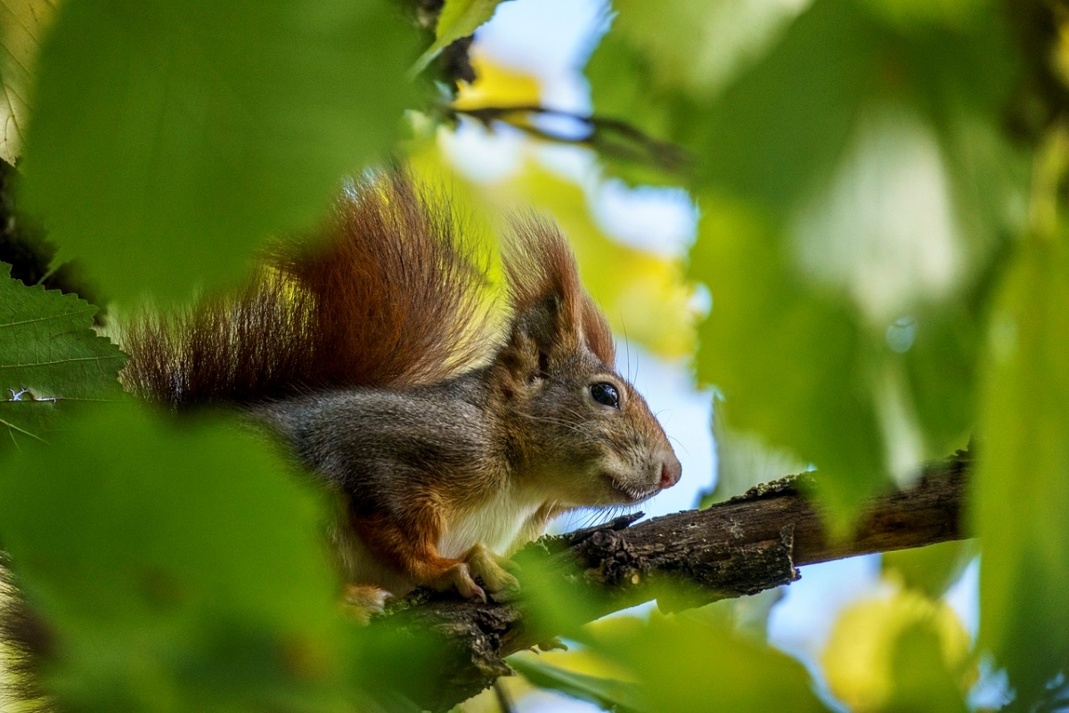 How to Attract Wildlife to Your Garden: A Guide for Nature-Loving Seniors