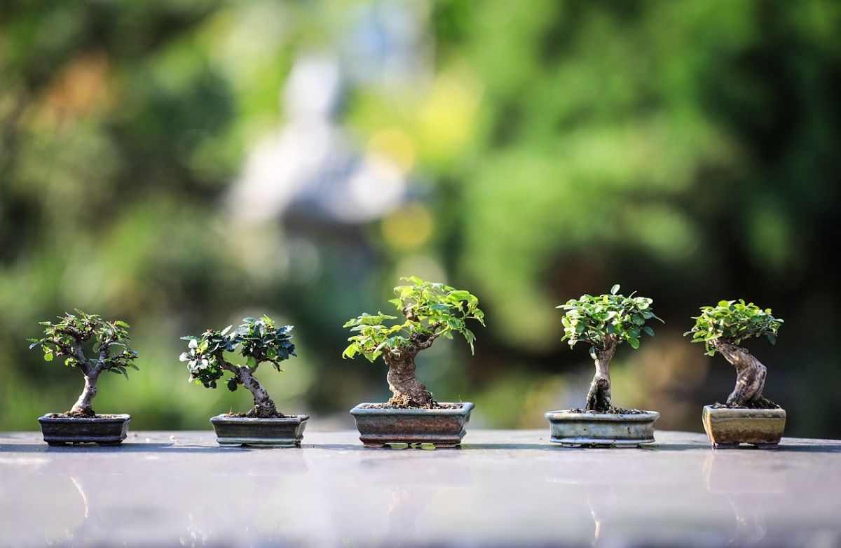 Why Gardening is the Perfect Hobby for Seniors Living with Arthritis