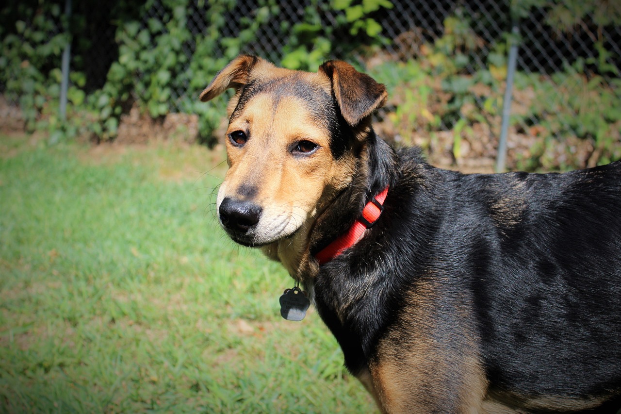 Volunteering at Animal Shelters: A Rewarding Activity for Senior Animal Lovers