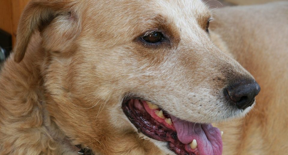 Tips for Caring for a Senior Pet: Keeping Older Animals Healthy and Happy