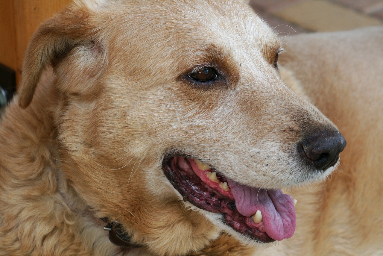 Tips for Caring for a Senior Pet: Keeping Older Animals Healthy and Happy