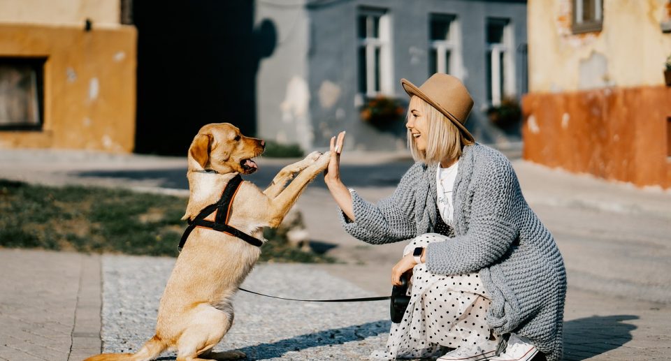 How to Choose the Right Pet for Your Lifestyle as a Senior